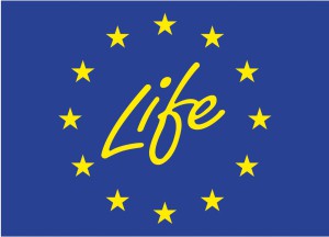 life logo standart